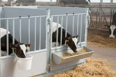 Kalverbox op wielen bestellen