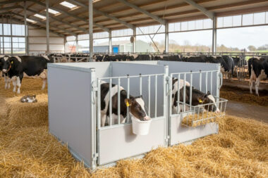 Webshop met kalverboxen