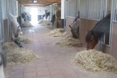 stalplanken kopen voor paardenbox