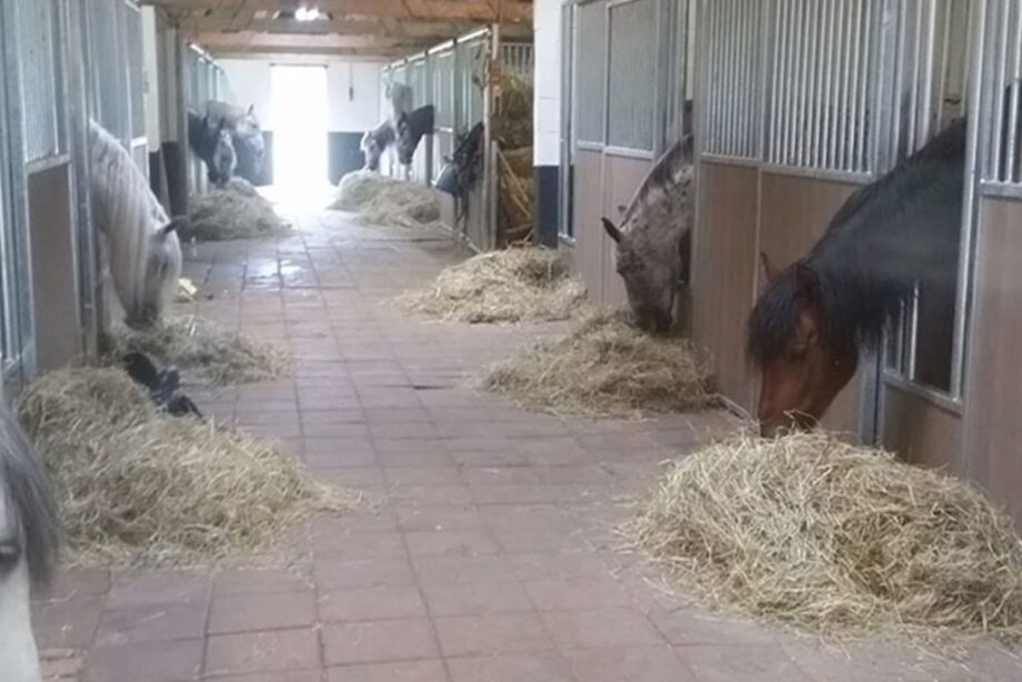 stalplanken kopen voor paardenbox