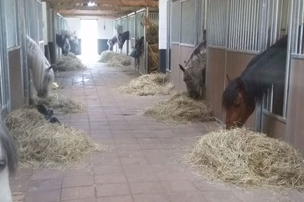 Stalplanken kopen voor paardenbox: duurzaam en op maat