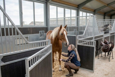 Paarden stal te koop